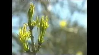 Chalara die back of Ash trees (newsnight)