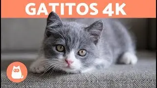 GATITOS 4K | Vídeos de GATITOS EN 4K 🧡