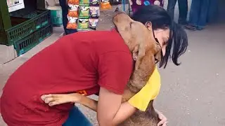 35 Moments Animal Showing Love to Humans by Their Cute Way