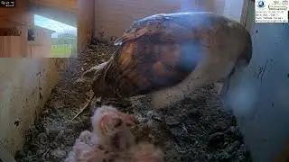 Cute Barn Owl Chicks Snuggle Up To Momma