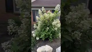 Quick Fire Panicle Hydrangea early in season (before turning a rose color.) Tolerates hot sun.