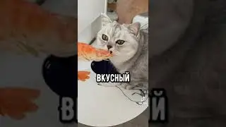 Кіт любить їсти