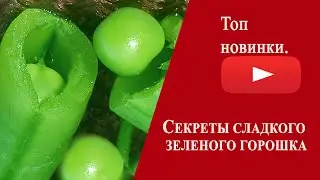 ВСЕ СЕКРЕТЫ СЛАДКОГО ЗЕЛЕНОГО ГОРОШКА!