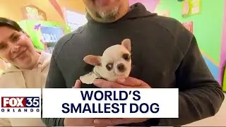 Meet Pearl: World's smallest dog, a Chihuahua, visits Orlando