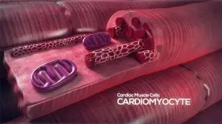 How the Heart Works Video: Cardiomyocyte