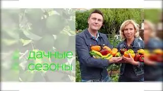 Как подготовить гортензию к зиме и посадить малину. Дачные сезоны с Мариной Рыкалиной 14.10.17