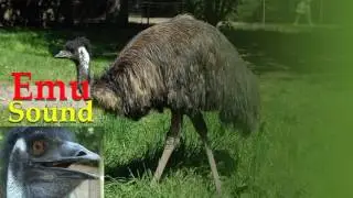 sound of emu bird - emu sound effect