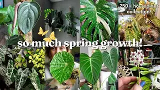 my planty paradise is thriving?! houseplant collection walk through/updates for APRIL 🌷