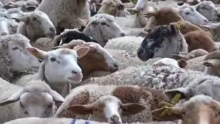 Ouça o som da ovelha 🐑  Ovelha   Ovelha berrando 🐑  som da ovelha 🐑