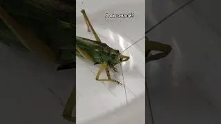 В песенке 