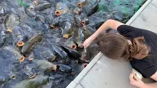 Feeding Carp, Catfish and Stripped bass at Lake Mead In Nevada
