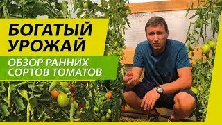 РАННИЕ ТОМАТЫ | ИДЕАЛЬНЫЕ СОРТА ДЛЯ ТЕПЛИЦЫ