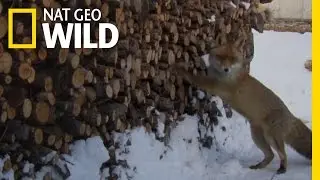 Fantastic Mr. Fox | Destination WILD