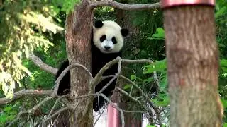 Panda cub to welcome his first National Zoo visitors