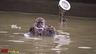 Looking for snails in the pond 