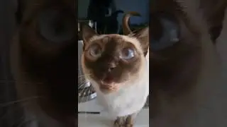 Cat sounds like a crying baby 😹