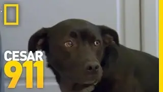 How To Build A Dogs Self-Esteem | Cesar 911