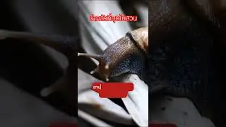🐌 หอยทากยักษ์: ศัตรูพืชที่น่ากลัวที่สุดในสวน! 🌿 #ศัตรูพืช #เกษตรกรรม #เอเลี่ยนสปีชีส์ #ระบบนิเวศ