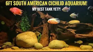 HUGE 125 gallon South American Cichlid Aquarium! | My best Fishtank yet?