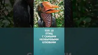 Топ 10 птиц с самыми необычными клювами #птицы #топ10 #комарик #шортс #shorts #комарик