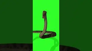 Anaconda 3d animation greenscreen video #anaconda #snakevideo #greenscreen #shorts #shortsvideo