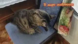 Как начинается утро у Кузи и Барона с Тиной. Опять спорят).