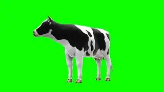 GFM - 4K/HD - Royalty Free Download - Cow 4 - Green Screen - Animation - FX - Cinematic Special FX