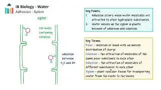 Water [IB Biology SL/HL]