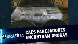 Cães da PM descobrem drogas no Recanto das Emas | SBT Brasília 03/11/2020