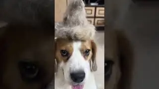 Wait for the entry of Vicky #dog #music #song #newsong #funny #cute #shorts #explore #youtubeshorts