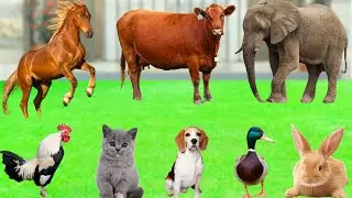 Farm Animal Sounds: Cow, Elephant, Dog, Chicken, Sheep, Cat, Duck, Rabbit, Panda - Animal Video