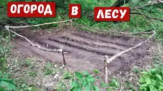 Посадил огород в лесу у хижины | Обзор лесного дома после зимы