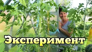 Эксперимент! Арбузы в одной теплице с помидорами! Часть Первая!