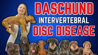 Why Dachshunds get (IVDD) Back Disease?  | Dr. Lindsay Vet SIMPLY Explains