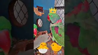 FUNNY 😂🤣 TALKING PARROT Cute 🥰🐣🐈🐥#ytshorts #shorts #youtubeshorts #parrot #mittoo #india