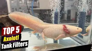 Best Axolotl Tank Filters: A Comprehensive Guide