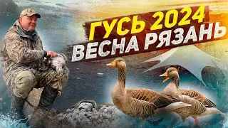 Яркая охота на гуся в Рязани. Весна 2024