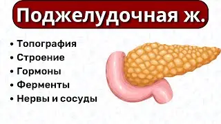 Поджелудочная железа анатомия: строение поджелудочной железы, топография поджелудочной