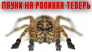 Тестирую БИГРАММЫ  \ Crossout