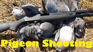 Pigeon Shooting with Stephen King