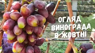 Огляд стиглого винограда в жовтні.