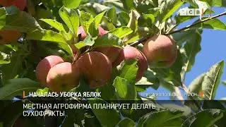 Началась уборка яблок