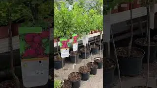 Выставка FlowersExpo 2023. Питомник растений Поиск - лучший поставщик для садового центра.
