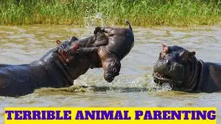 8 Animal Parents That Abandon Their Babies - Shocking Truths!