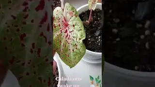 Caladium #ukraine #odessa #caladium #flower_life #flower_life_plants