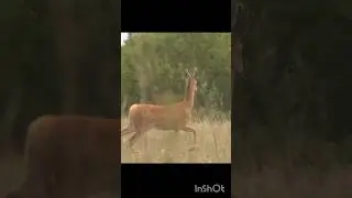 Молодой самец Сибирской косули.