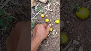 😮‍💨😮‍💨it is very difficult to find this insect 