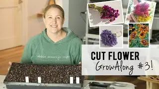 Cut Flower Grow-Along Video #3!!  Celosia, Gomphrena, Rudbeckia & Statice - Sunshine and Flora