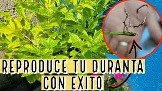 COMO SE REPRODUCE LA DURANTA GOLDEN | Paso a Paso