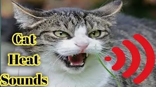 Cat Mating Call Sound | Male Cat Calling Female | Cat in Heat Sounds | Male Cat Meowing | Cat Sounds